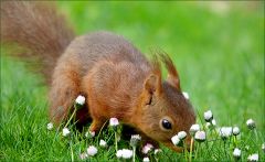 Eichhörnchen Eichhörnchen