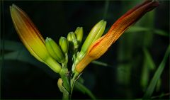 Lilieknospen Lilieknospen