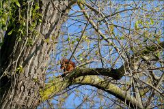 Eichhörnchen Eichhörnchen