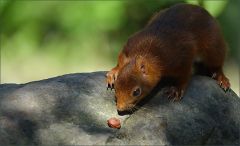 Eichhörnchen Eichhörnchen