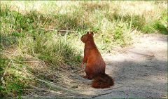 Eichhörnchen Eichhörnchen