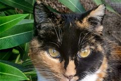 Katze auf der Insel Teneriffa