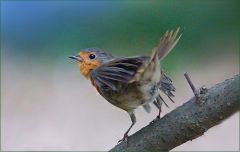 Rotkehlchen Rotkehlchen