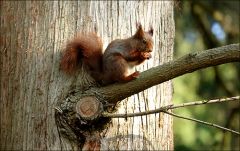 Eichhörnchen Eichhörnchen