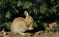 Junges Wildkaninchen Junges Wildkaninchen