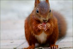 Eichhörnchen mit einer Nuss