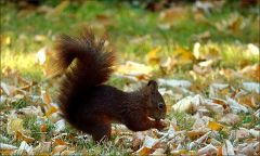 Eichhörnchen im Herbstlaub Eichhörnchen im Herbstlaub