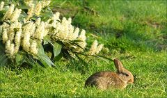 Junges Wildkaninchen Junges Wildkaninchen