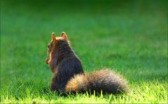 Eichhörnchen Eichhörnchen