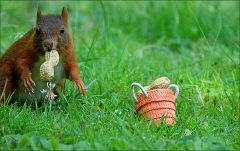 Das Eichhörnchen zieht sich zurück Das Eichhörnchen zieht sich zurück