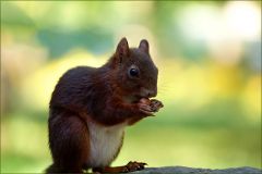 Eichhörnchen