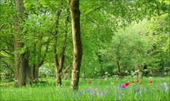 Wiese im Mai Wiese im Mai