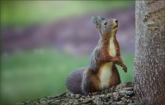 Eichhörnchen Eichhörnchen