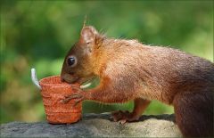 Aha, da liegen die Haselnüsse Aha, da liegen die Haselnüsse