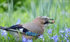 Eichelhäher Eichelhäher