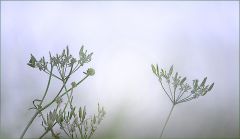 Verblühte Schafgarben Verblühte Schafgarben