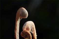 Knospen des Königsfarn Knospen des Königsfarn