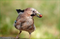 Eichelhäher Eichelhäher