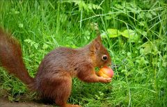 Eichhörnchen Eichhörnchen