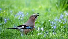 Eichelhäher Eichelhäher