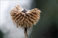 Vertrocknete Kugeldistel