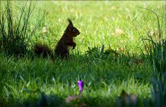 Eichhörnchen Eichhörnchen