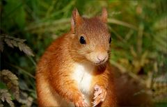 Junges Eichhörnchen Junges Eichhörnchen