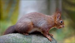 Eichhörnchen mit einer Nuss