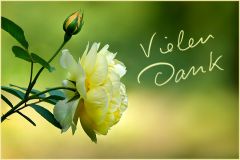 Vielen Dank für eure lieben Kommentare