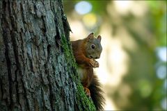 Eichhörnchen Eichhörnchen