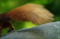 Es sprang mit der Aprikose auf die Wiese Es sprang mit der Aprikose auf die Wiese