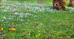 Frühlingswiese Frühlingswiese