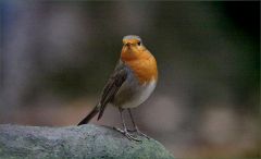 Rotkehlchen Rotkehlchen