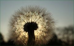 Pusteblume Pusteblume