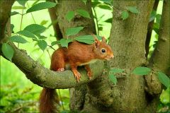 Nach dem Verzehr der Aprikose Nach dem Verzehr der Aprikose