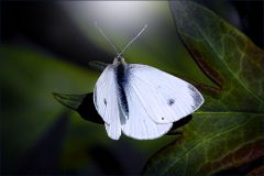 Kohlweissling Kohlweissling