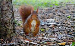 Eichhörnchen Eichhörnchen