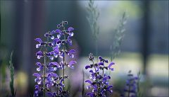 Wildbluen auf einer Waldlichtung Wildbluen auf einer Waldlichtung