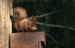 Eichhörnchen auf einem Vogelhaus Eichhörnchen auf einem Vogelhaus