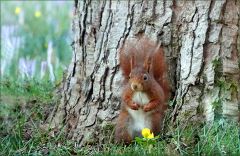 Eichhörnchen Eichhörnchen