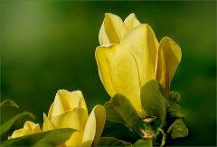 Gelbe Magnolie Gelbe Magnolie