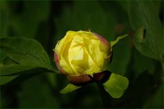 Pfingstrose Pfingstrose