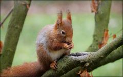 Eichhörnchen Eichhörnchen