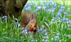 Eichhörnchen Eichhörnchen