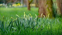 Narzissenknospen Narzissenknospen