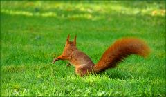 Eichhörnchen Eichhörnchen