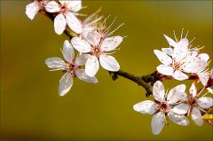 Schlehezweig Schlehezweig