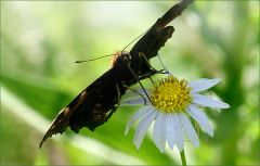 Pfauenauge Pfauenauge