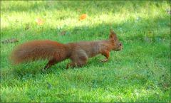 Eichhörnchen Eichhörnchen