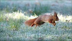 Springense Eichhörnchen